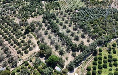 ERA PORT GÜVENCESİYLE BALIKESİR HAVRAN'DA SATILIK ZEYTİNLİK