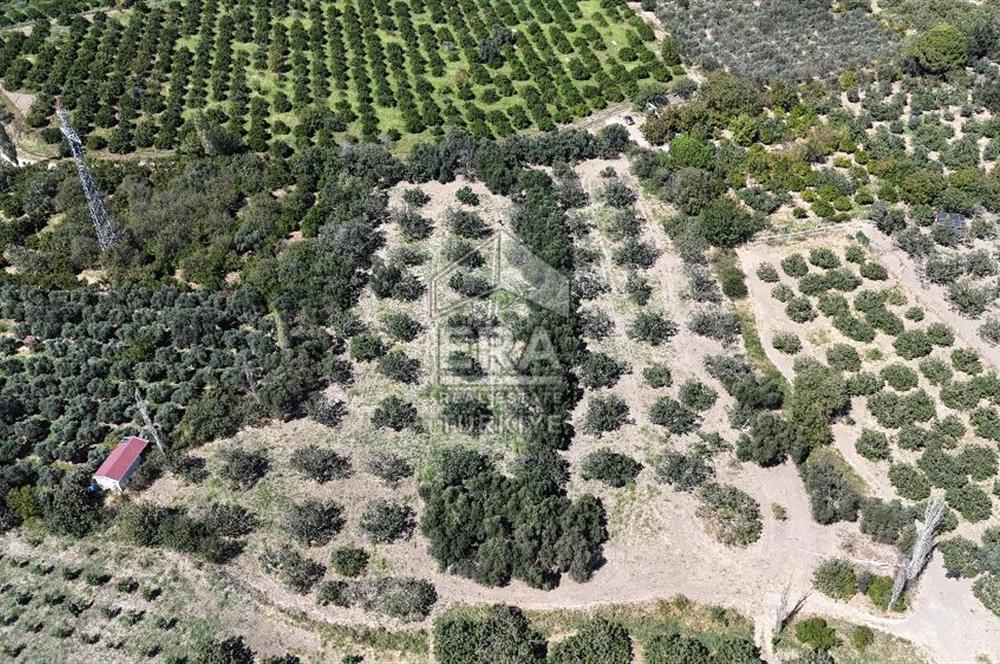 ERA PORT GÜVENCESİYLE BALIKESİR HAVRAN'DA SATILIK ZEYTİNLİK