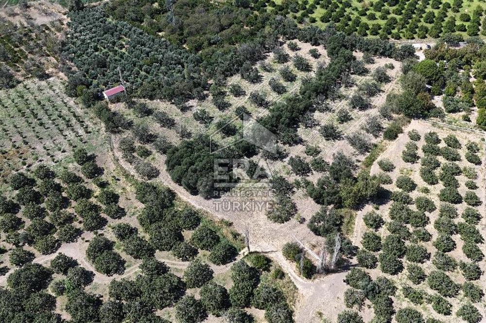 ERA PORT GÜVENCESİYLE BALIKESİR HAVRAN'DA SATILIK ZEYTİNLİK