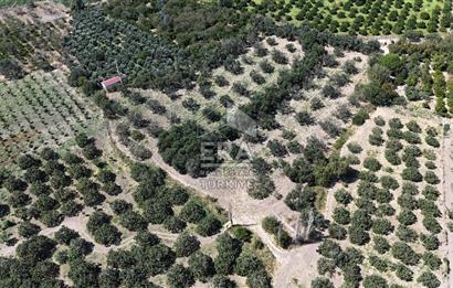ERA PORT GÜVENCESİYLE BALIKESİR HAVRAN'DA SATILIK ZEYTİNLİK