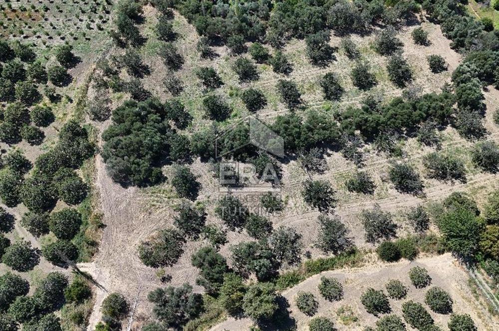 ERA PORT GÜVENCESİYLE BALIKESİR HAVRAN'DA SATILIK ZEYTİNLİK