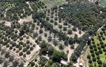 ERA PORT GÜVENCESİYLE BALIKESİR HAVRAN'DA SATILIK ZEYTİNLİK