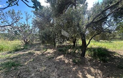 ERA PORT GÜVENCESİYLE BALIKESİR HAVRAN'DA SATILIK ZEYTİNLİK