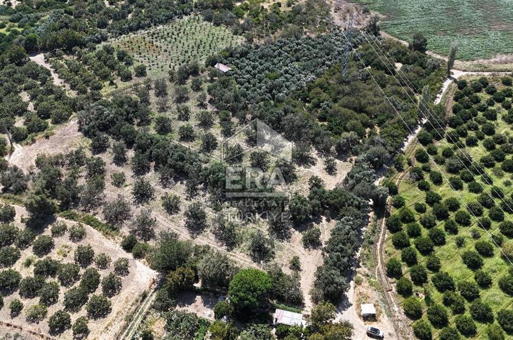 ERA PORT GÜVENCESİYLE BALIKESİR HAVRAN'DA SATILIK ZEYTİNLİK