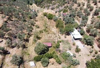 BALIKESİR BURHANİYE PELİTKÖY DE SATILIK BAHÇE