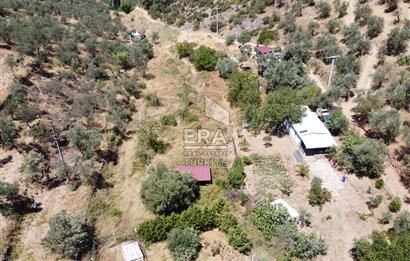 BALIKESİR BURHANİYE PELİTKÖY DE SATILIK BAHÇE