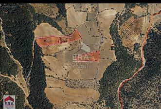 ERA FLY'DAN ÇAL SAKIZCILAR'DA 22.750 m² (4 ADET) SATILIK TARLA