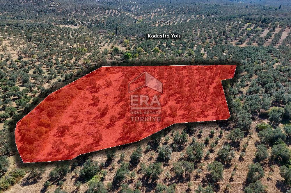 ERA SÖZ DEN BALIKESİR BURHANİYE KIZIKLI DA SATILIK ZEYTİNLİK