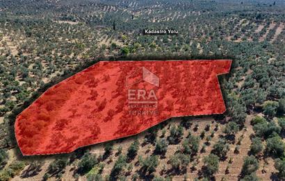 ERA SÖZ DEN BALIKESİR BURHANİYE KIZIKLI DA SATILIK ZEYTİNLİK