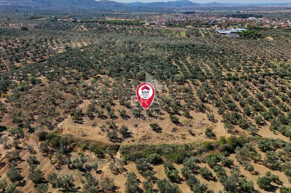 ERA SÖZ DEN BALIKESİR BURHANİYE KIZIKLI DA SATILIK ZEYTİNLİK