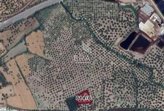 Era Angel’dan Ayvalık Fethiye’de Satılık 25 Ağaç Zeytinlik