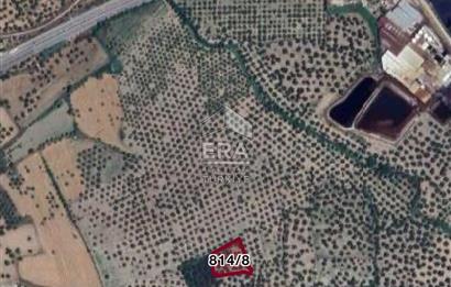 Era Angel’dan Ayvalık Fethiye’de Satılık 25 Ağaç Zeytinlik