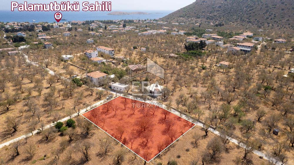 Datça Palamutbükü'nde Yola Sıfır Satılık 1.643m2 Bademlik Tarla