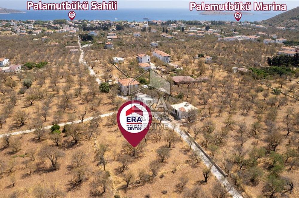 Datça Palamutbükü'nde Yola Sıfır Satılık 1.643m2 Bademlik Tarla
