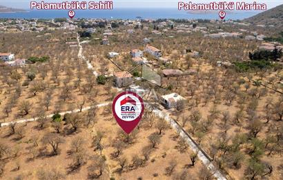 Datça Palamutbükü'nde Yola Sıfır Satılık 1.643m2 Bademlik Tarla