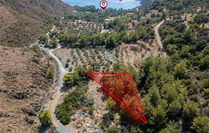 Datça Mesudiye Kızılbük koyunda 1.496,48m2 Tarla