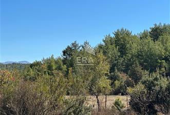 ANTALYA AKSEKİ BUCAKKIŞLA MAHALLESİ SATILIK TEK TAPU TARLA