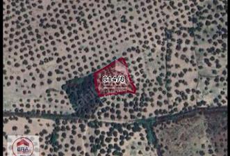 ERA Angel'dan Ayvalık Fethiye Mah. Satılık 25 Ağaçlık Zeytinlik