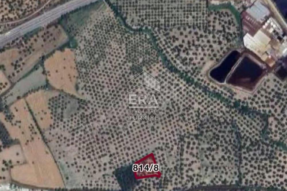 ERA Angel'dan Ayvalık Fethiye Mah. Satılık 25 Ağaçlık Zeytinlik