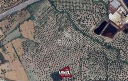 ERA Angel'dan Ayvalık Fethiye Mah. Satılık 25 Ağaçlık Zeytinlik