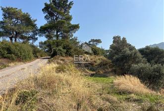 Kemalpaşa Armutlu'da Tek Tapu Satılık Tarla - 1 - 13826