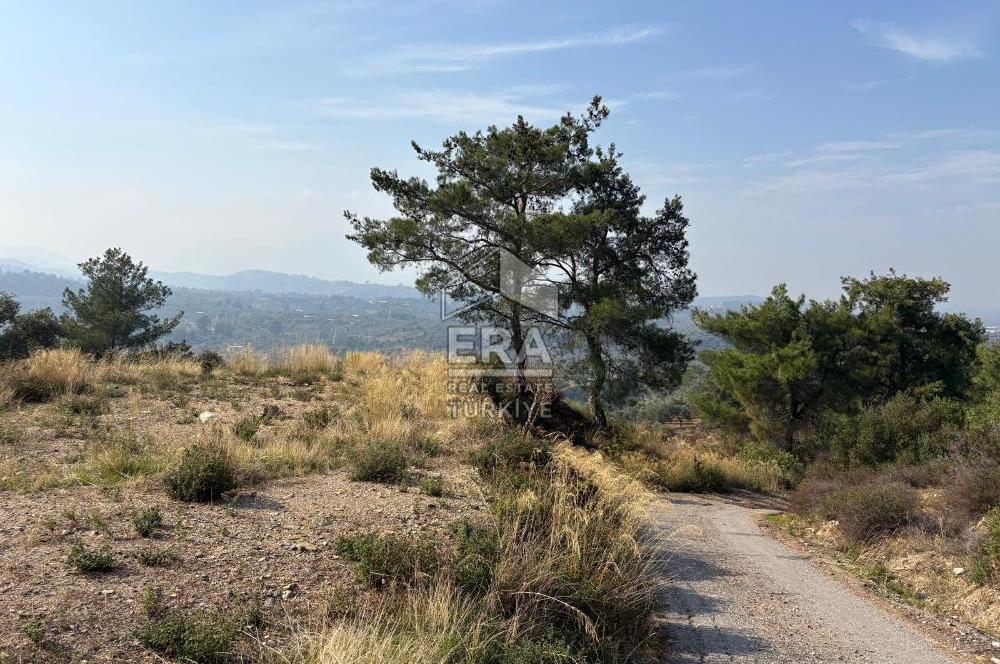Kemalpaşa Armutlu'da Tek Tapu Satılık Tarla