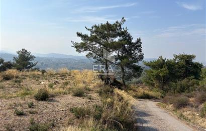 Kemalpaşa Armutlu'da Tek Tapu Satılık Tarla