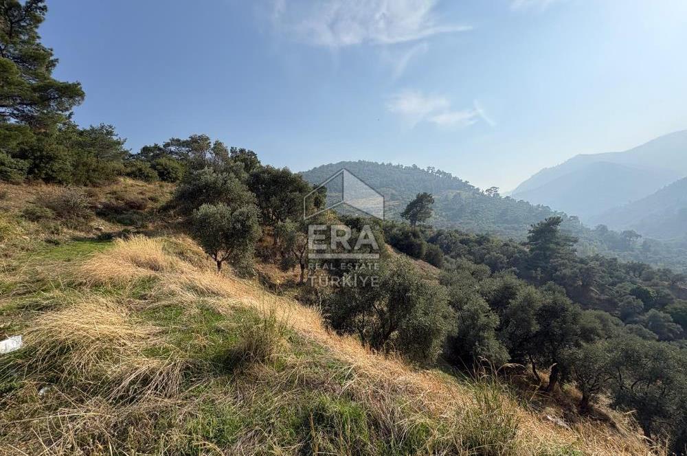 Kemalpaşa Armutlu'da Tek Tapu Satılık Tarla