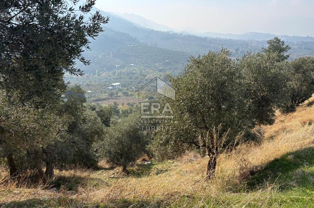 Kemalpaşa Armutlu'da Tek Tapu Satılık Tarla