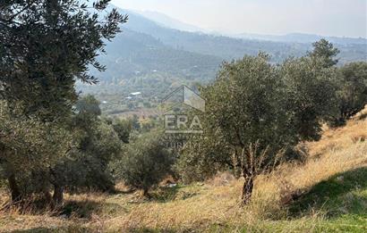 Kemalpaşa Armutlu'da Tek Tapu Satılık Tarla