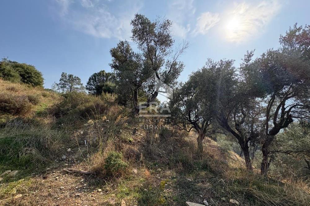 Kemalpaşa Armutlu'da Tek Tapu Satılık Tarla