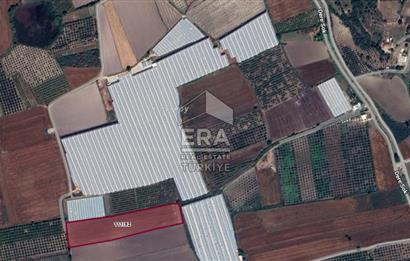 ANTALYA MANAVGAT BEREKET MAHALLESİ SATILIK TEK TAPU TARLA