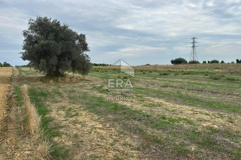 ANTALYA MANAVGAT YAVRUDOĞAN MAHALLESİ SATILIK TARLA