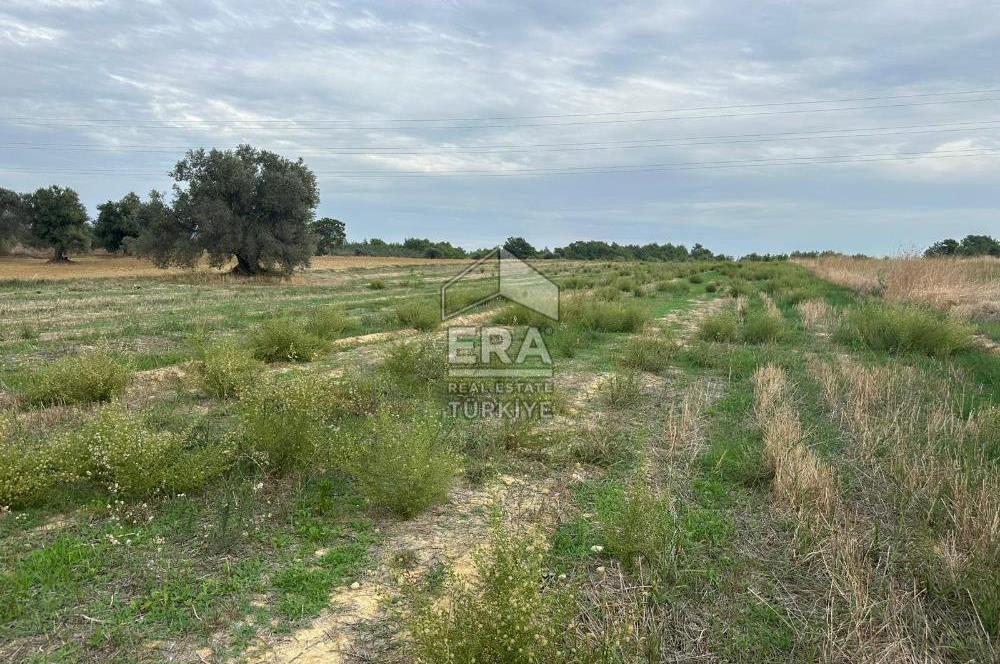 ANTALYA MANAVGAT YAVRUDOĞAN MAHALLESİ SATILIK TARLA