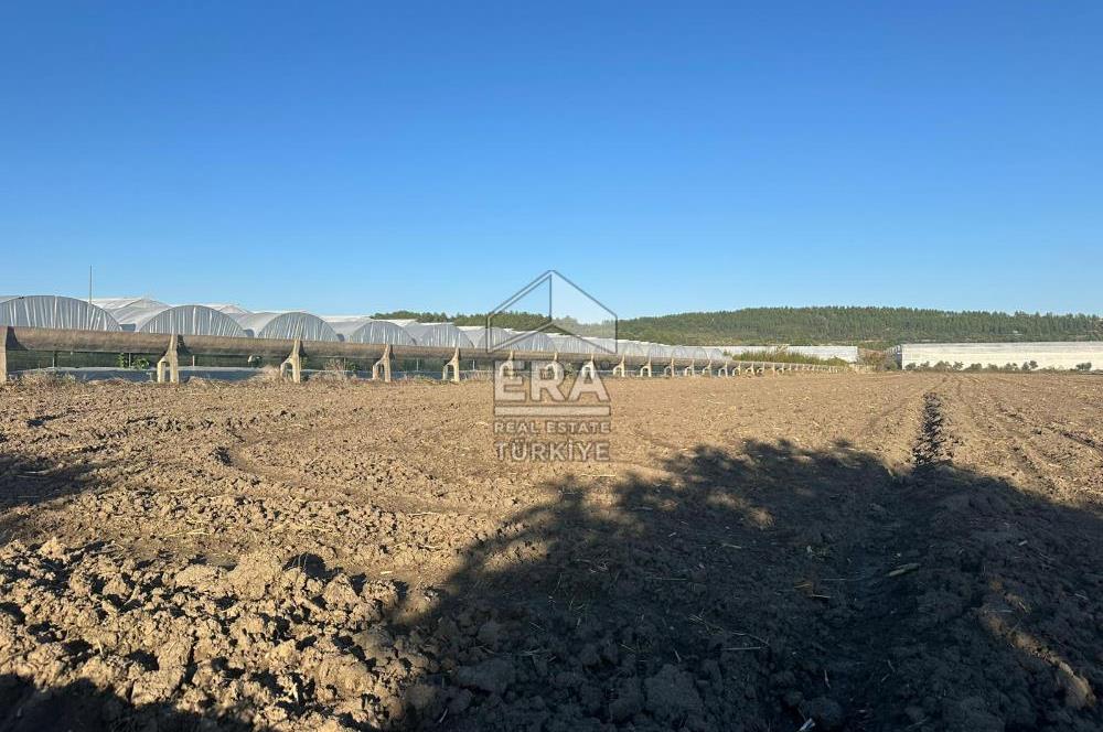 ANTALYA MANAVGAT BEREKET MAHALLESİ SATILIK TEK TAPU TARLA