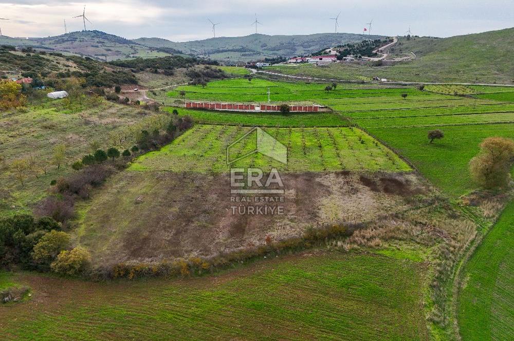 ERA SÖZ GAYRİMENKULDEN BALIKESİR KARESİ KAVAKLI’DA SATILIK İNCİR BAHÇESİ