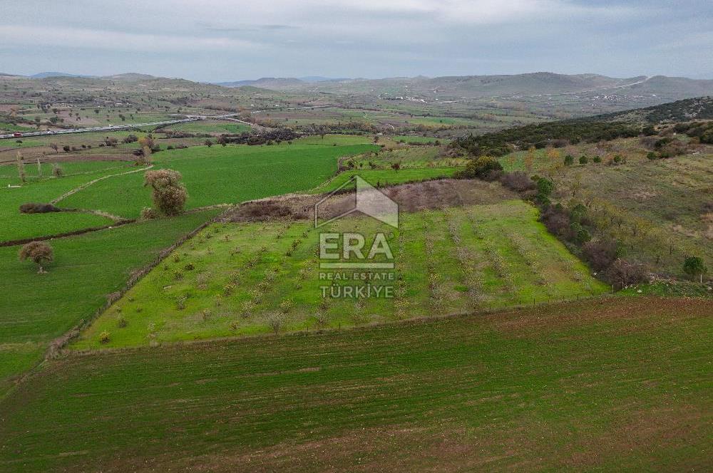 ERA SÖZ GAYRİMENKULDEN BALIKESİR KARESİ KAVAKLI’DA SATILIK İNCİR BAHÇESİ