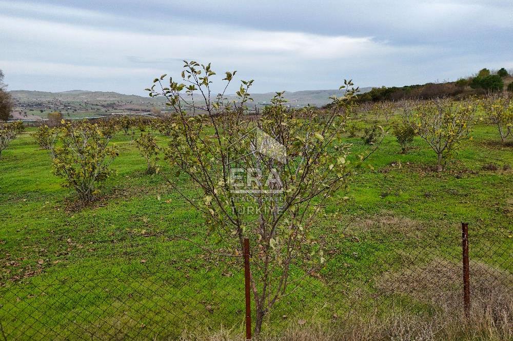 ERA SÖZ GAYRİMENKULDEN BALIKESİR KARESİ KAVAKLI’DA SATILIK İNCİR BAHÇESİ