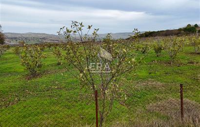 ERA SÖZ GAYRİMENKULDEN BALIKESİR KARESİ KAVAKLI’DA SATILIK İNCİR BAHÇESİ