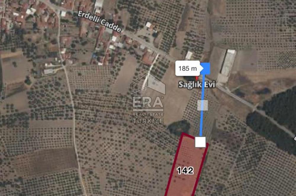 Akhisar Erdellide Müstakil Tapulu 11648 m2 Satılık Zeytinlik