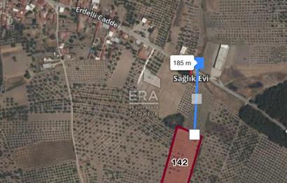 Akhisar Erdellide Müstakil Tapulu 11648 m2 Satılık Zeytinlik