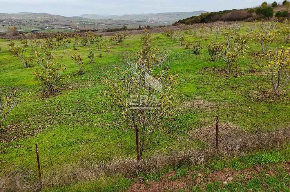 ERA SÖZ GAYRİMENKULDEN BALIKESİR KARESİ KAVAKLI’DA SATILIK İNCİR BAHÇESİ