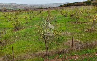 ERA SÖZ GAYRİMENKULDEN BALIKESİR KARESİ KAVAKLI’DA SATILIK İNCİR BAHÇESİ