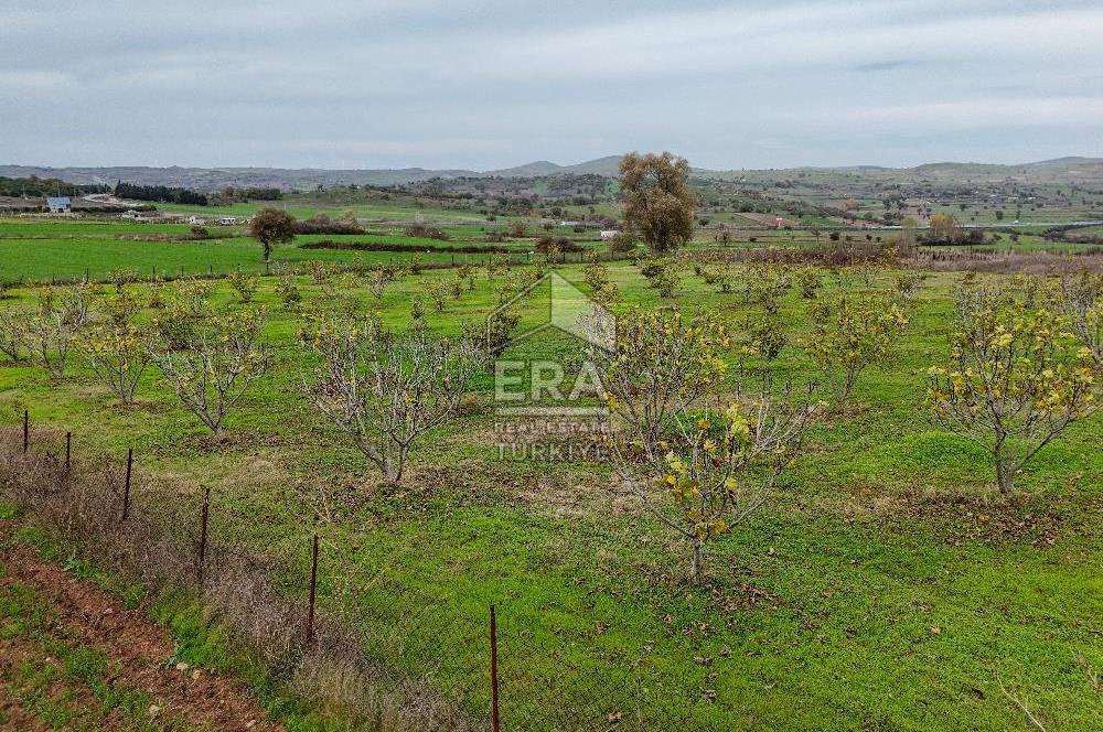 ERA SÖZ GAYRİMENKULDEN BALIKESİR KARESİ KAVAKLI’DA SATILIK İNCİR BAHÇESİ