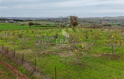 ERA SÖZ GAYRİMENKULDEN BALIKESİR KARESİ KAVAKLI’DA SATILIK İNCİR BAHÇESİ
