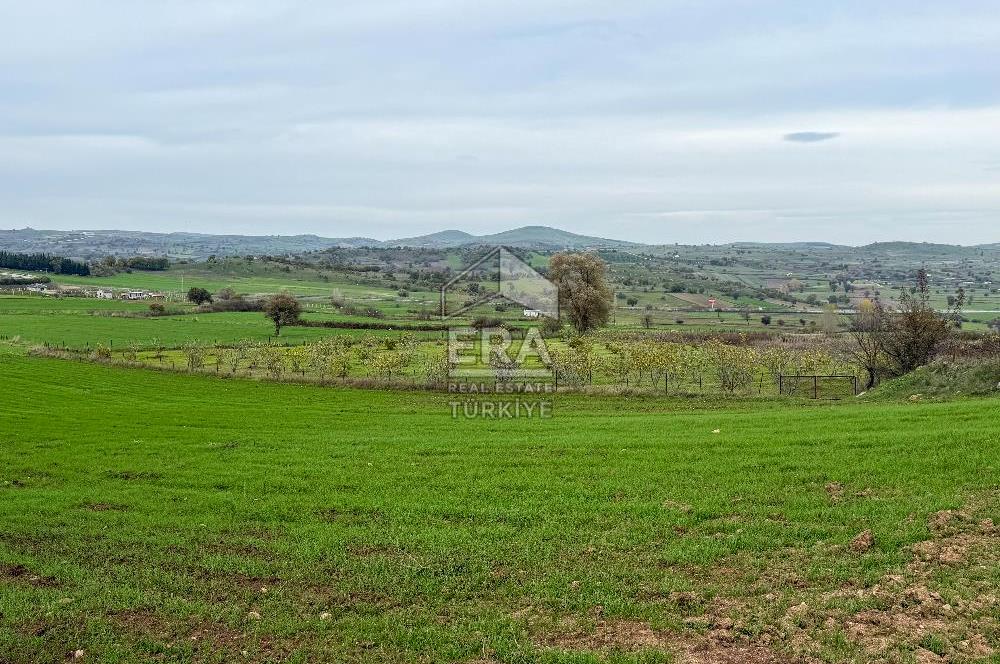 ERA SÖZ GAYRİMENKULDEN BALIKESİR KARESİ KAVAKLI’DA SATILIK İNCİR BAHÇESİ