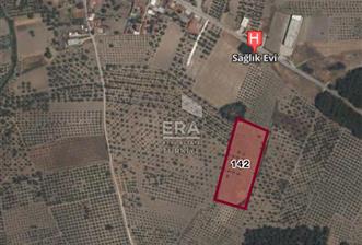 Akhisar Erdellide Müstakil Tapulu 11648 m2 Satılık Zeytinlik - 1 - 13916