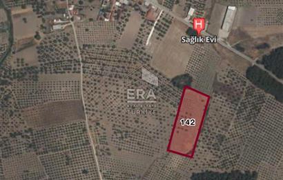 Akhisar Erdellide Müstakil Tapulu 11648 m2 Satılık Zeytinlik