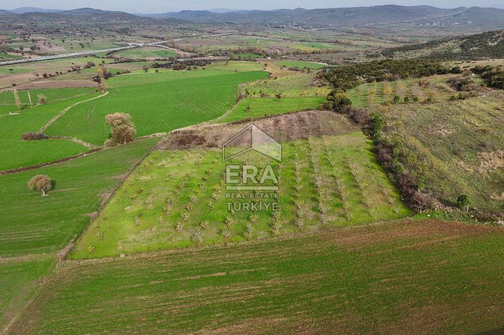 ERA SÖZ GAYRİMENKULDEN BALIKESİR KARESİ KAVAKLI’DA SATILIK İNCİR BAHÇESİ