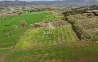 ERA SÖZ GAYRİMENKULDEN BALIKESİR KARESİ KAVAKLI’DA SATILIK İNCİR BAHÇESİ